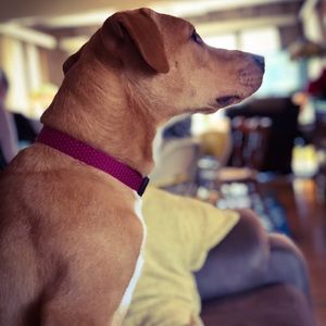 Meet your Posher, Trevor